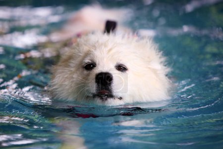 Samoyed wear life jacket in swimming pool. Dog swimming.
