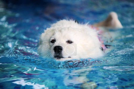 Samojeden tragen Schwimmweste im Schwimmbad. Hundeschwimmen.