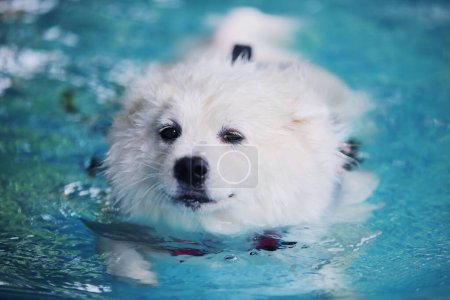 Samojew schwimmt im Schwimmbad. Hundeschwimmen.