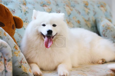 Photo for Cute Samoyed dog lying on sofa in living room - Royalty Free Image