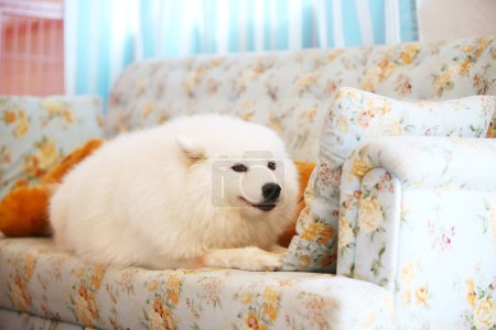 Photo for Cute Samoyed dog lying on sofa in living room - Royalty Free Image