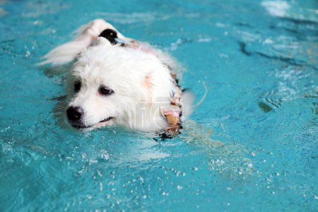 Téléchargez les photos : Chien Samoyed jouant dans la piscine. Chien nageant. Chien moelleux, Chien blanc. - en image libre de droit