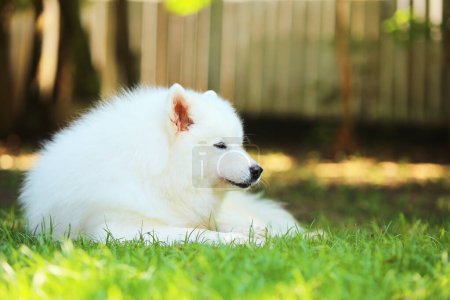 Samoiger Hund liegt bei Sonnenschein im Gras.