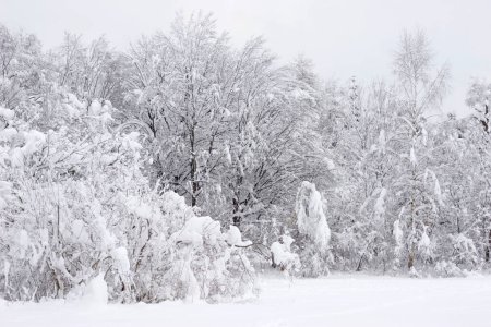 Foto de Arbustos y árboles cubiertos de nieve - Imagen libre de derechos