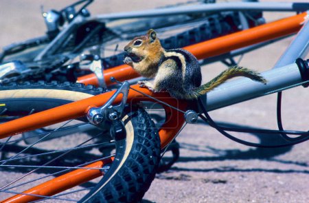Golden-mantled Ground Squirrel (Spermophilus lateralis) sitting on a mountain bike, City of Rocks National Reserve, Idaho, USA 