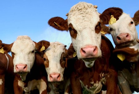 manada de vacas observando curiosamente al fotógrafo, Dietramszell, Alta Baviera, Alemania