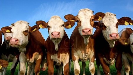 manada de vacas observando curiosamente al fotógrafo, Dietramszell, Alta Baviera, Alemania