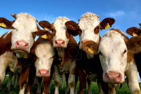 Téléchargez les photos : Troupeau de vaches regardant curieusement le photographe, Dietramszell, Haute Bavière, Allemagne - en image libre de droit