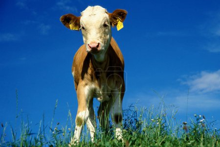Téléchargez les photos : Veau vache Bavière, Allemagne, brun blanc - en image libre de droit