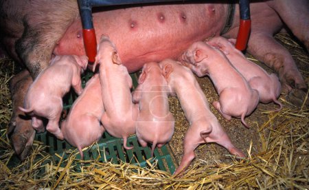 Photo for A litter of small piglets sucking on teats in the straw covered stable - Royalty Free Image