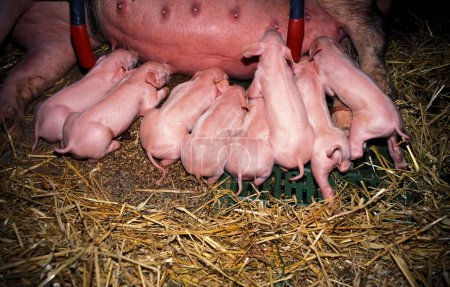 a litter of small piglets sucking on teats in the straw covered stable