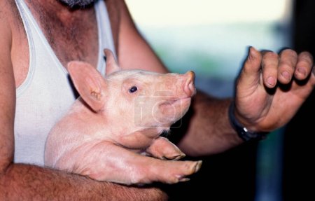 Hausschwein in den Armen eines Bauern, der Expertenwissen erklärt