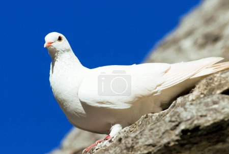 Weiße Taube auf dem Dach eines Trullo, Alberobello, Apulien, Italien