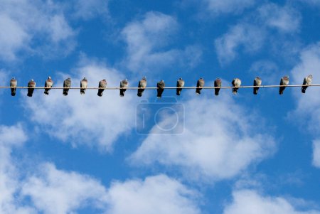 Photo for Domestic Pigeons side by side, Munich, Bavaria, Germany - Royalty Free Image