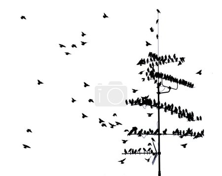 flock of common starlings (Sturnus Vulgaris) on TV aerial, Munich, Bavaria, Germany