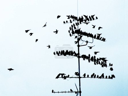 troupeau d'étourneaux communs (Sturnus Vulgaris) à la télévision aérienne, Munich, Bavière, Allemagne