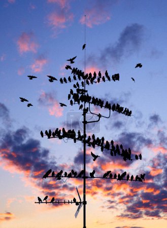 flock of common starlings (Sturnus Vulgaris) on TV aerial, Bavaria, Germany