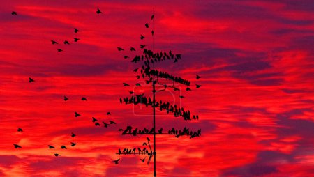 flock of common starlings (Sturnus Vulgaris) on TV aerial, Bavaria, Germany