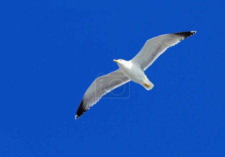 Adult Herring Gull (Larus Argentatus) flies in blue sky, Canary Islands, Spain