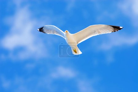 Photo for Adult Herring Gull (Larus Argentatus) flies in blue sky, Canary Islands, Spain - Royalty Free Image