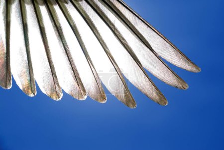 wing feathers of a Siskin (Carduelis Spinus)