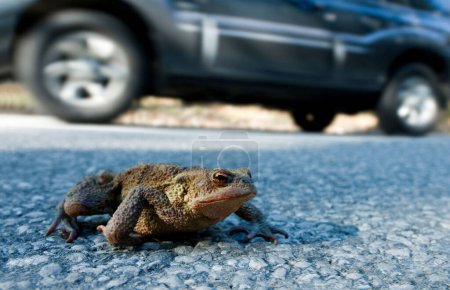 Toad migration, a common toad (Bufo bufo) crosses the road next to a car, between Leutaschtal and Mittenwald, Bavaria, Germany