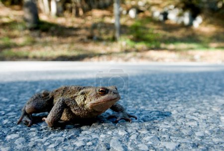 a common toad (Bufo bufo) crosses the road  between Leutaschtal and Mittenwald, Bavaria, Germany