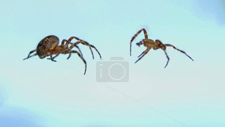 arañas de jardín europeas masculinas y femeninas, arañas cruzadas (Araneus diadematus) 
