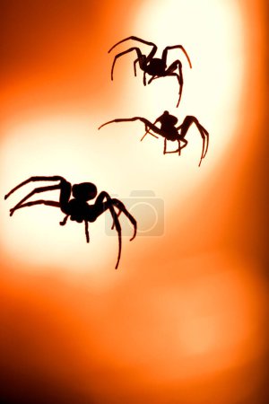 Téléchargez les photos : Araignée de jardin (araneus diadematus) au contre-jour d'un lampadaire - en image libre de droit