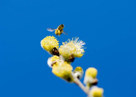 Honigbiene (Apis mellifera) fliegt neben dem Kätzchen einer Weide (Salix salicaceae))