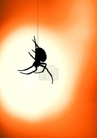 garden spider (araneus diadematus) in back light of a street lamp