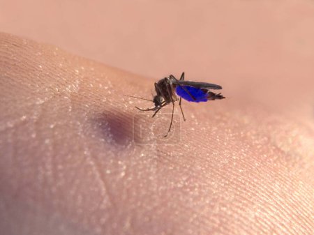mosquito de casa común (Culex Pipiens) chupa sangre azul de un noble
