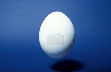 primer plano de un solo huevo blanco, estudio
