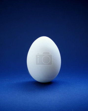 close up of one single white egg, studio
