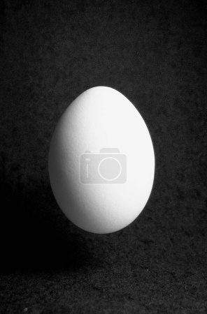 close up of one single white egg, studio