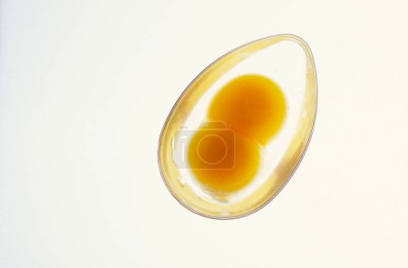 egg with twin yolk back light 