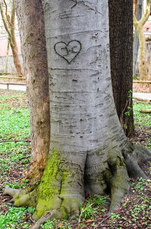 trunk of a european beech (Fagus Sylvatica) in the bark is carved a heart, initials J and C , Munich, Bavaria, Germany