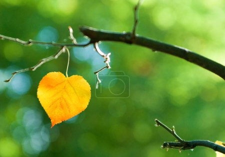 a leaf of a small-leaved lime or small-leaved linden (Tilia cordata) in form of a heart in autumn