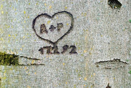 inscription carved into a beech tree, a heart with the initials A and P and the date February 2nd, 1992