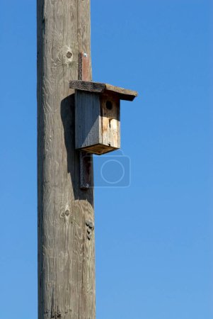 a simple wooden nesting box hangs on a wooden telephone pole, blue sky