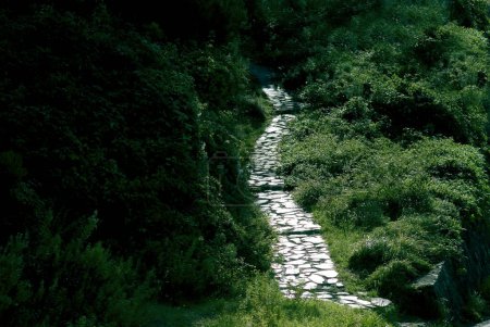 Foto de Camino empedrado en la parte posterior iluminado en arbustos verdes, Parque Nacional Cinque Terre, Liguria, Italia - Imagen libre de derechos