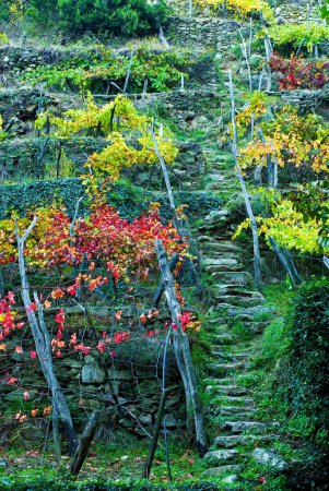 vignoble en automne, Cinque Terre, Ligurie, Italie