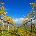 closeup of grapevines in autumn, fall, with yellow, ornage leaves, near San Gimignano in Chianti region, Tuscany, Italy