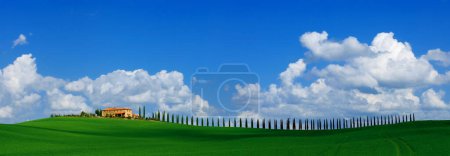 a single rural tuscan house and cypress avenue, with blue sky, white clouds in April, with green cereal field, panoramic, panorama view, Tuscany, Italy, Europe