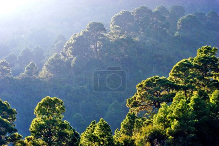 bosque de pinos canarios (Pinus canariensis) contra la luz, La Palma, Islas Canarias, España
