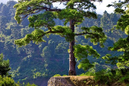 a single large Canary Island pine (Pinus canariensis) near Barlovento, La Palma, Canary Islands, Spain