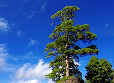 a single large Canary Island pine with blue sky, (Pinus canariensis) near Barlovento, La Palma, Canary Islands, Spain