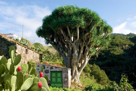 Canary Dragon Tree (Dracaena Draco) and prickly pear cactus (Opuntia dillenii) La Palma, Canary Islands, Spain