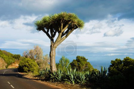 Dragon Tree (Dracaena Draco) sur le bord de la route, La Palma, Îles Canaries, Espagne, Europe