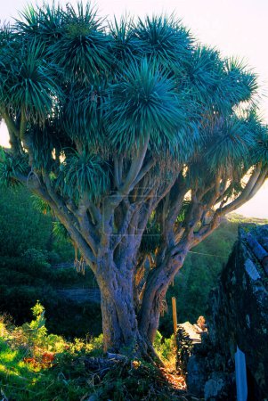 Canary dragon tree or dragon's blood tree (Dracaena draco) next to the hut, La Palma, Canary Islands, Spain